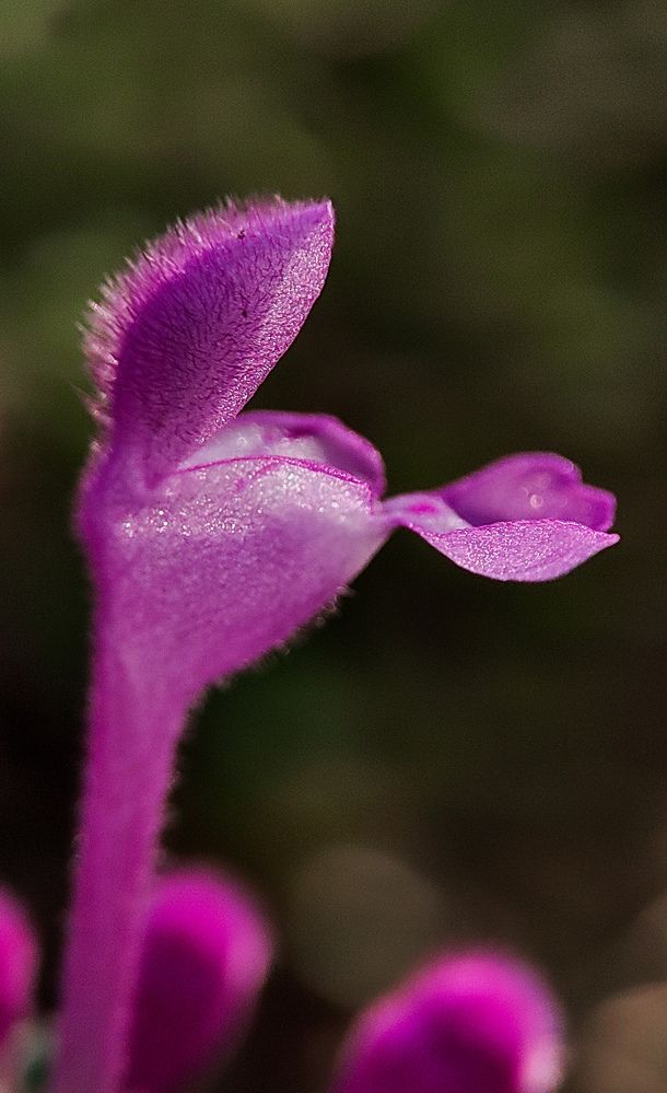 Photograph by Ehsan Fathi