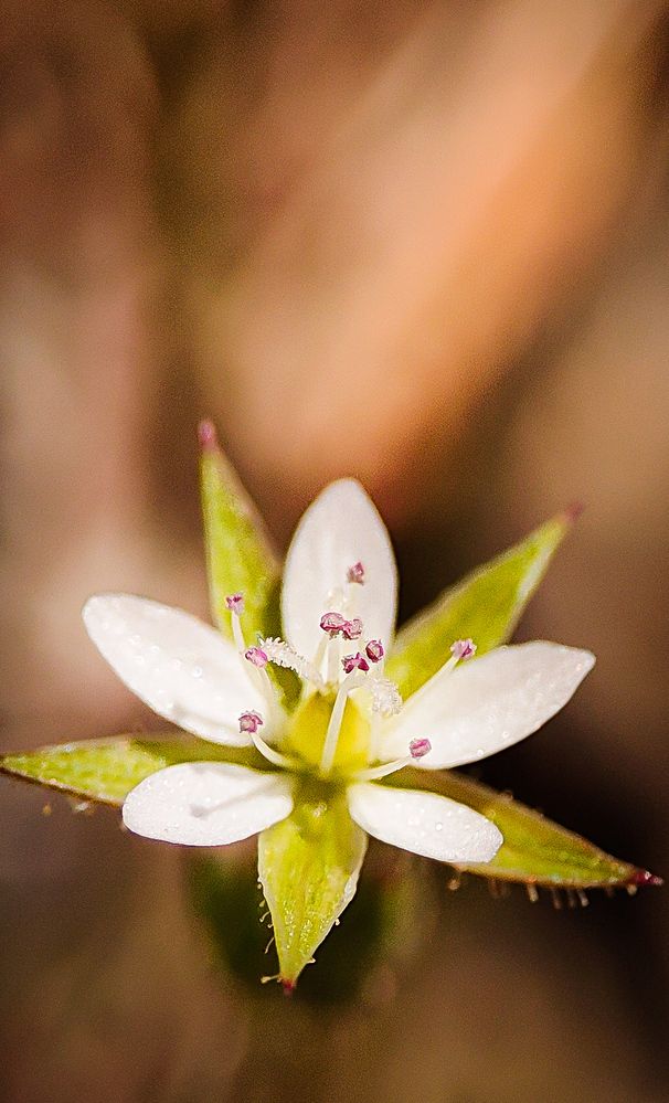 Photograph by Ehsan Fathi