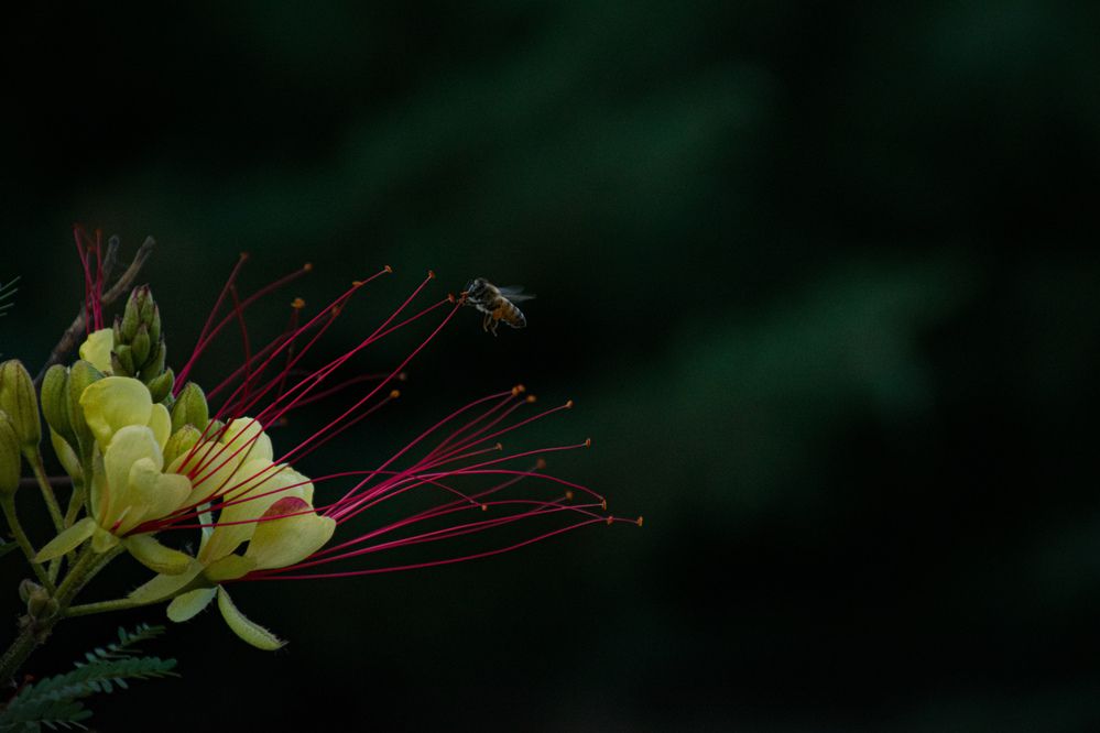 Photograph by Ehsan Fathi