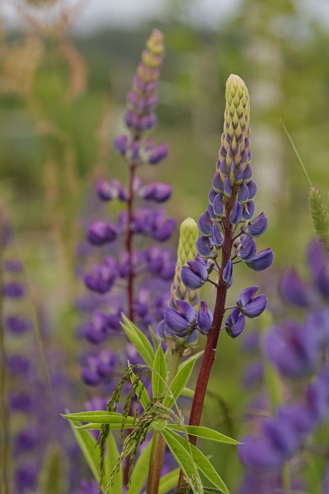 Photograph by Василий Шевчук