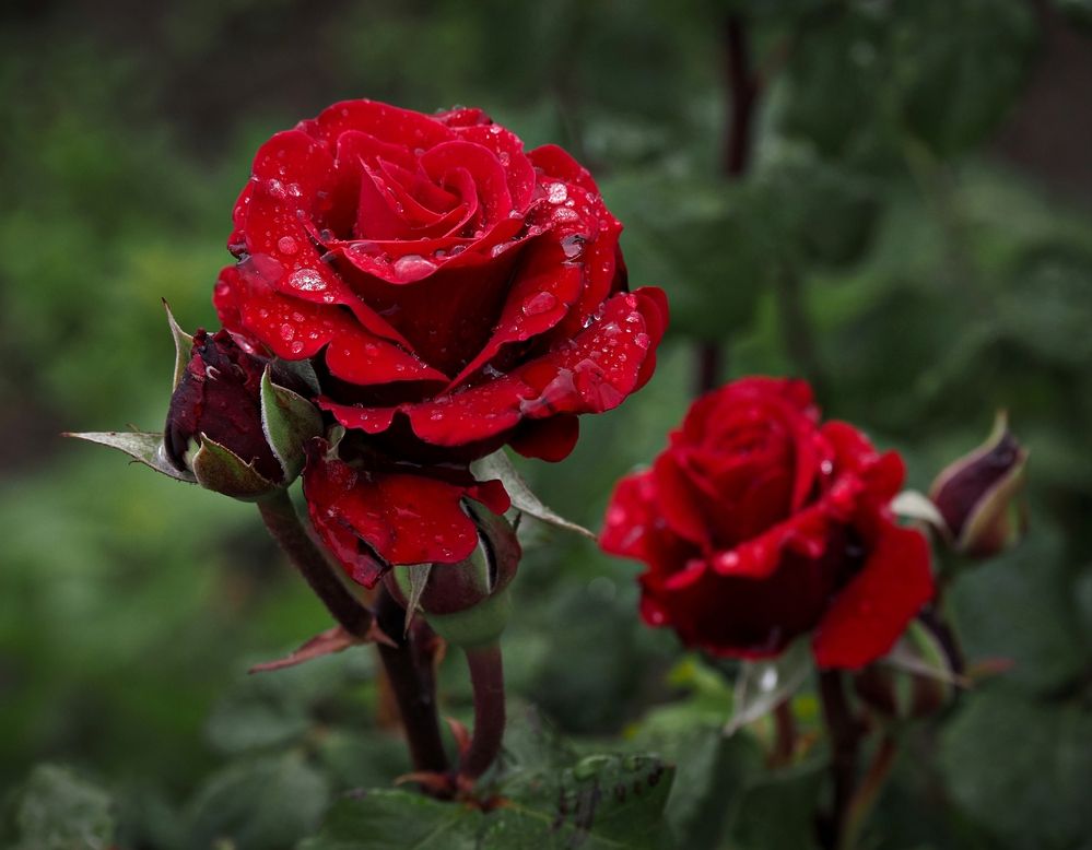 Фотография автора Андрей Черненко