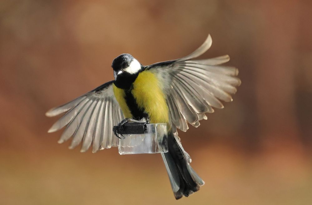 Фотография автора Светлана Цудзевич