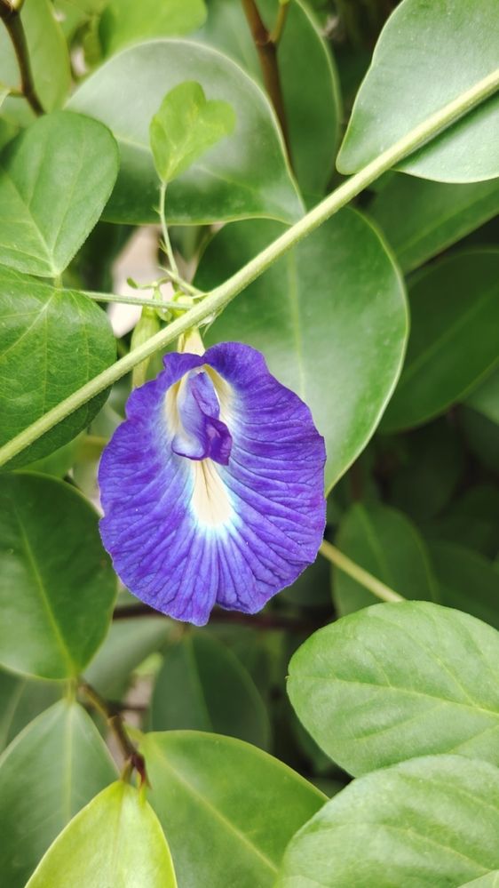 Фотография автора Анна Морозова