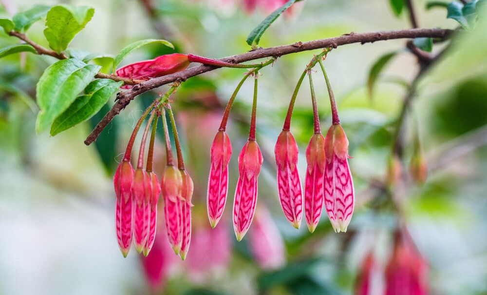 Агапетес змеевидный