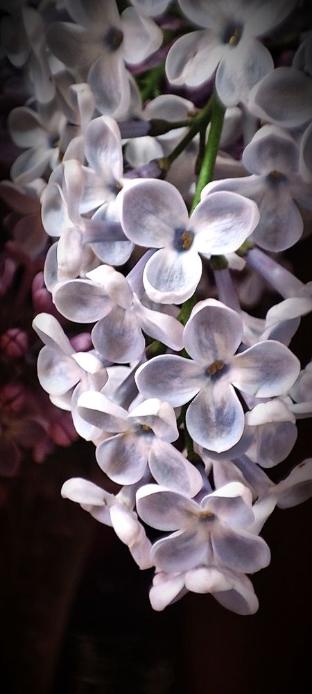 Photograph by Елена Пихурова