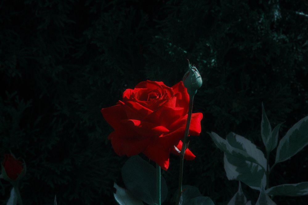 Photograph by Denis Naryshev