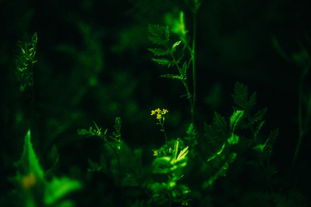 Photograph by Denis Naryshev