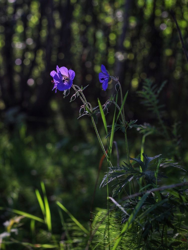 Фотография автора Андрей Шестаков