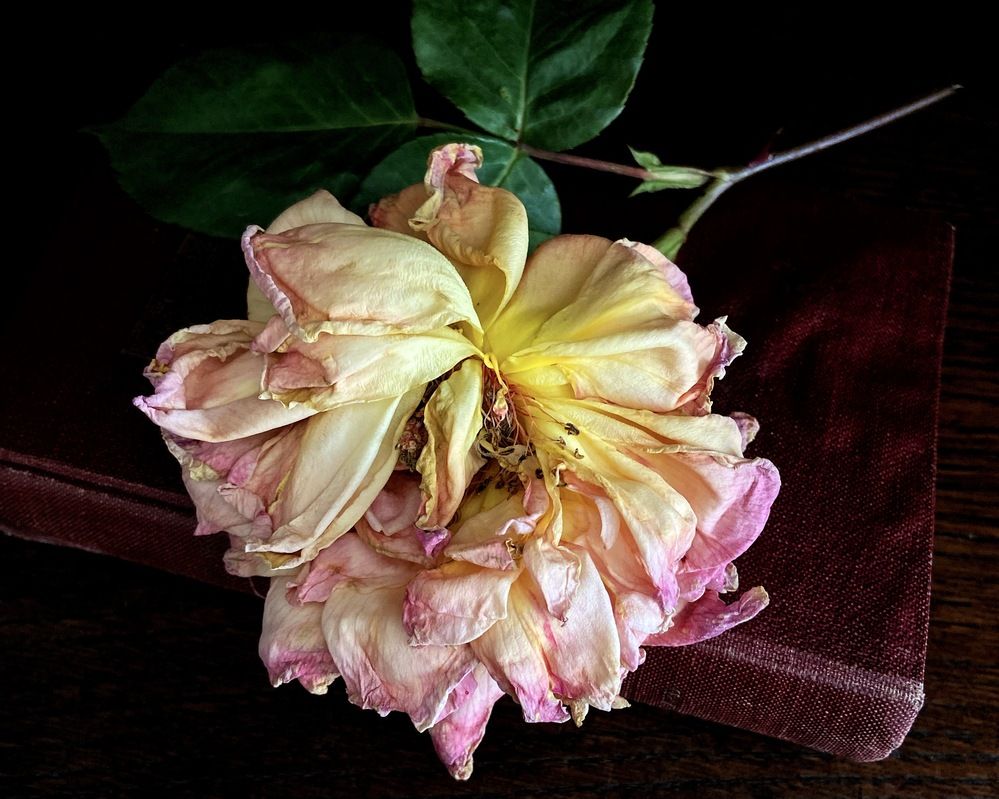 Photograph by Marina Odintsova