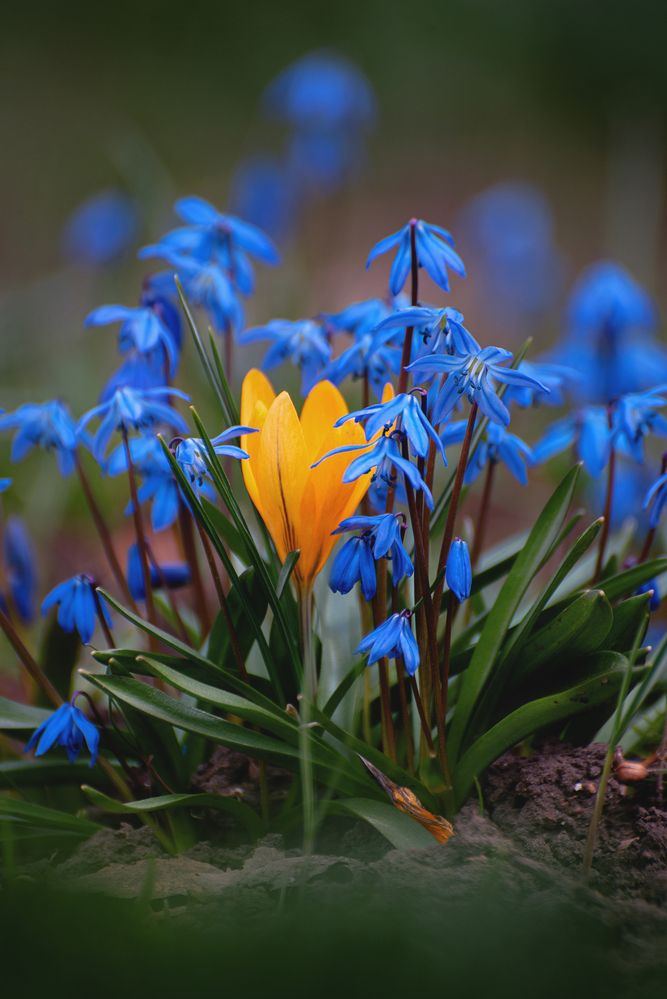 Весенний контраст