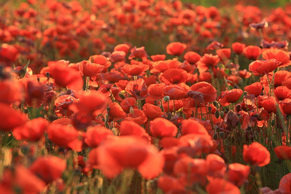 Городские цветы.