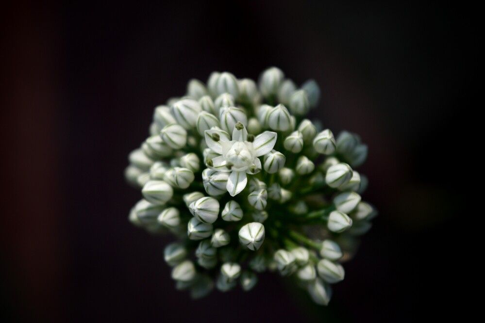 Фотография автора Sheuli Akther