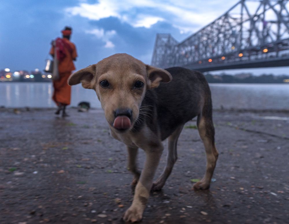 Фотография автора Hirak Mitra