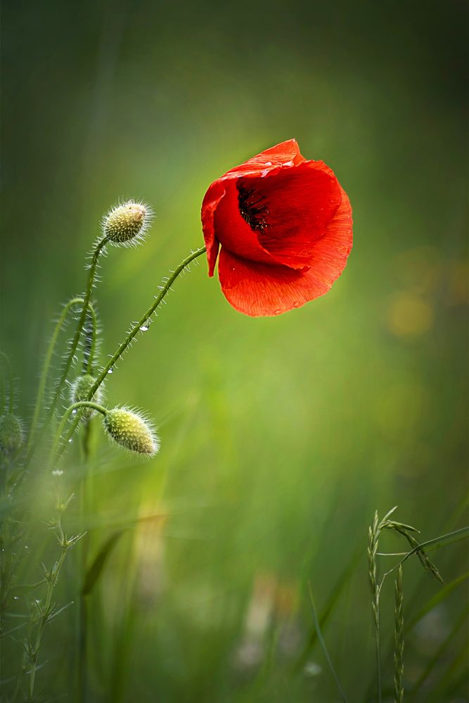 Komplementer színek