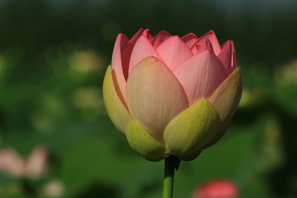 Фотография автора Сергей Кульков