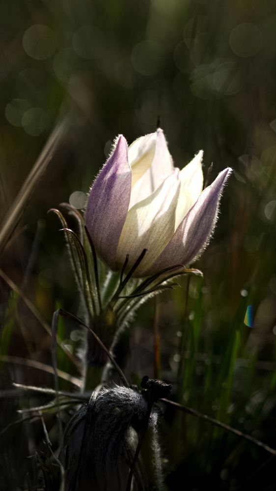 Фотография автора Руслан Токмагамбетов