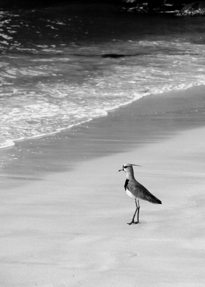 Photograph by Gonzalo Jorge Eduardo MARÓN