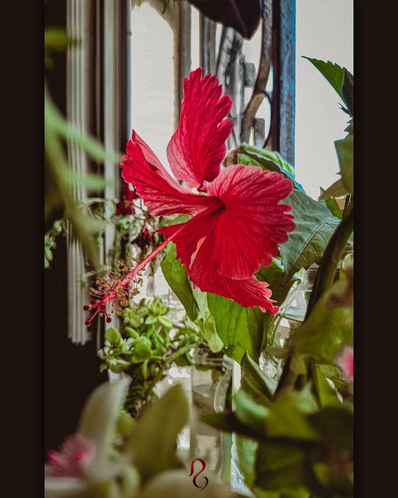 Photograph by ghufran Alim