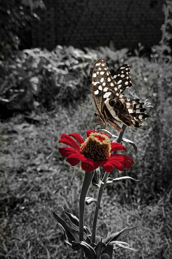 Photograph by ghufran Alim