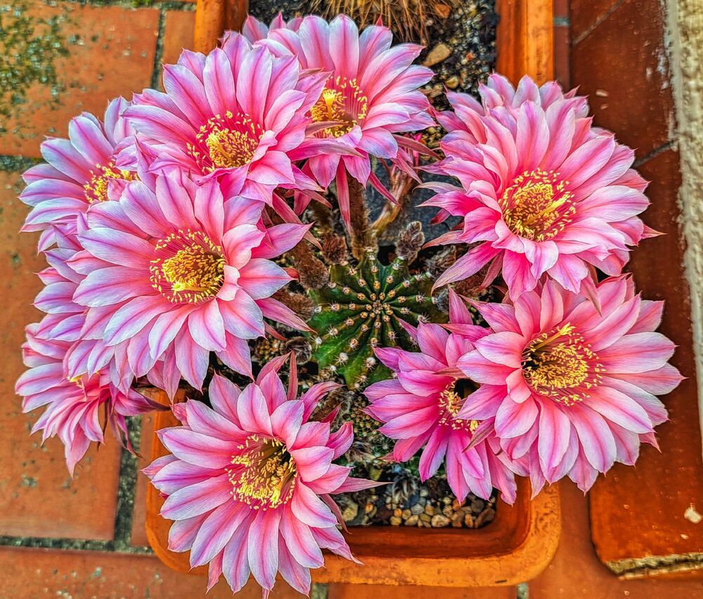 Photograph by Jobove Reus