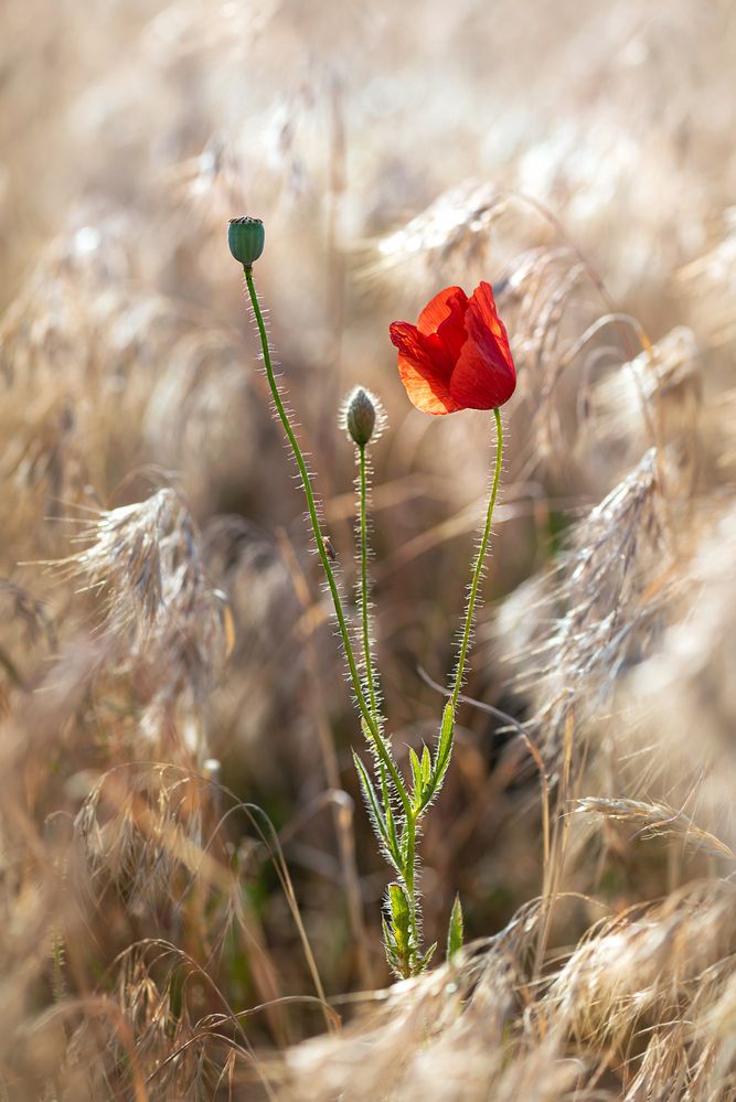 Száraz fű között