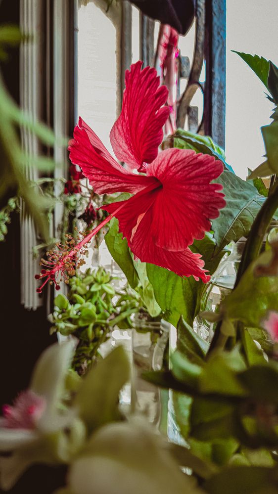 Photograph by ghufran Alim