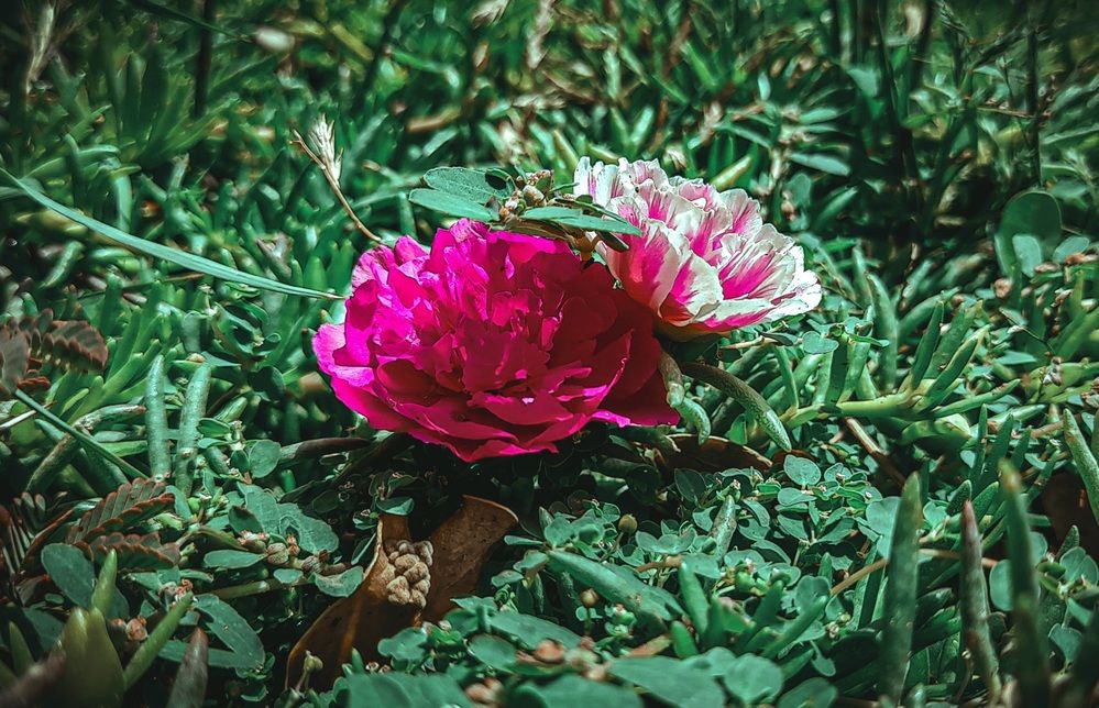 Photograph by ghufran Alim