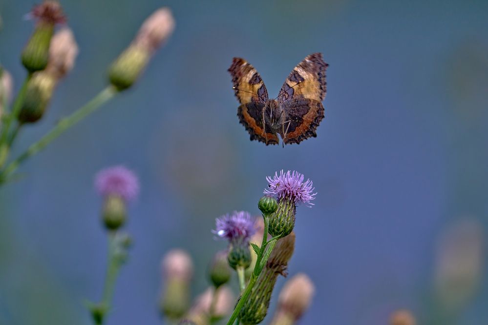Photograph by Валерий Змачинский