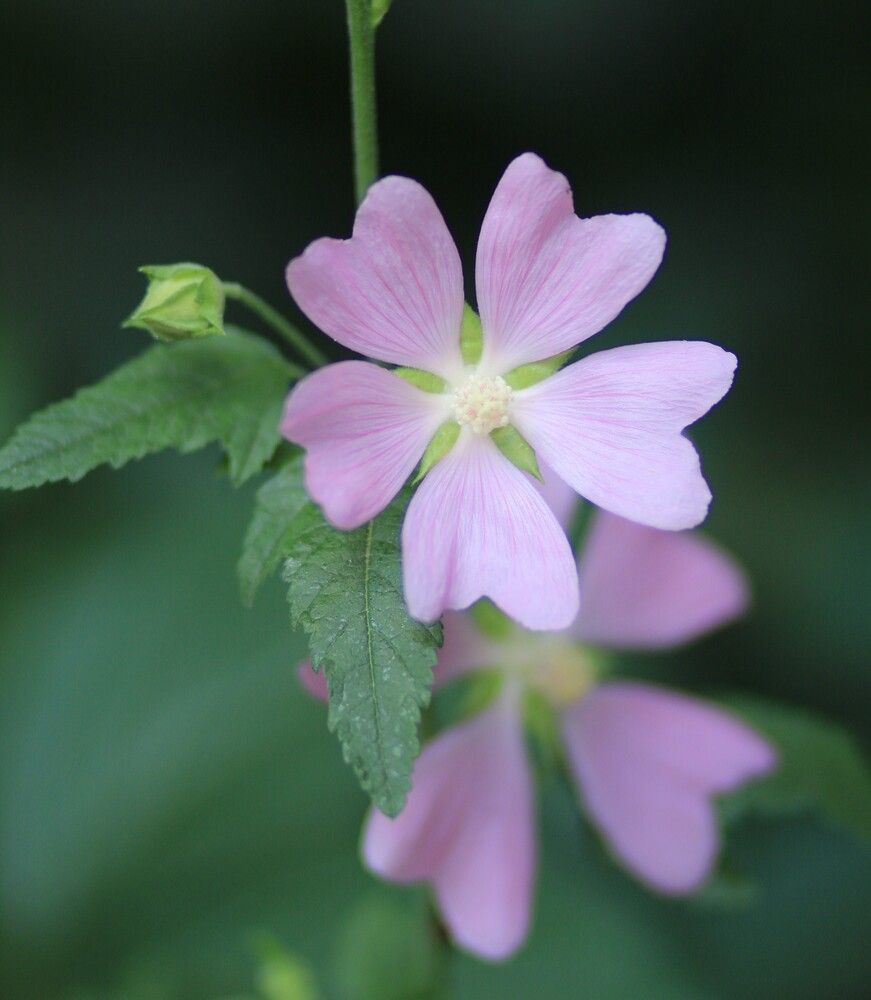 Photograph by Татьяна Леонтьева