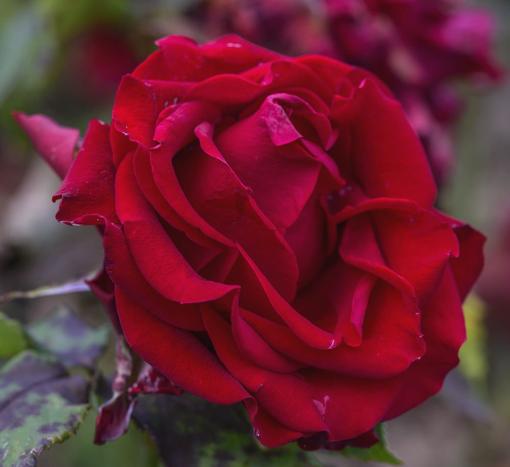 Photograph by Армашов-Тельник Григорий