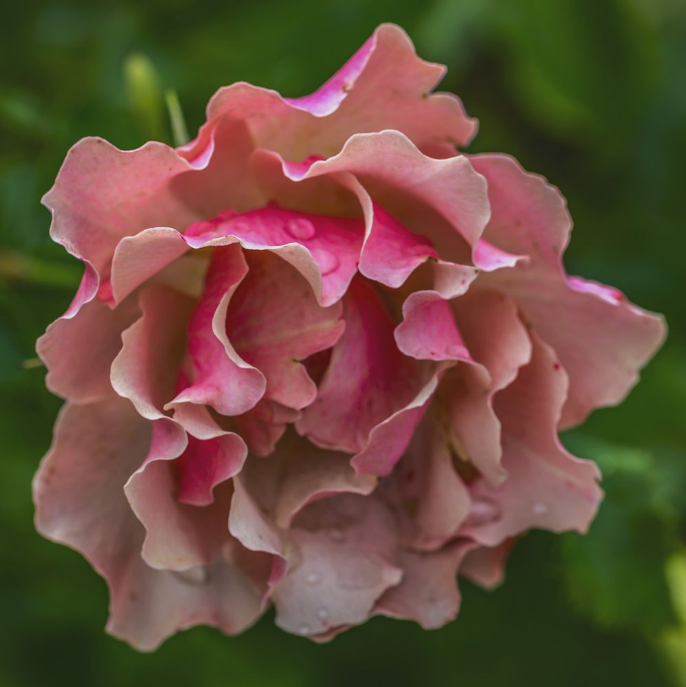 Photograph by Армашов-Тельник Григорий