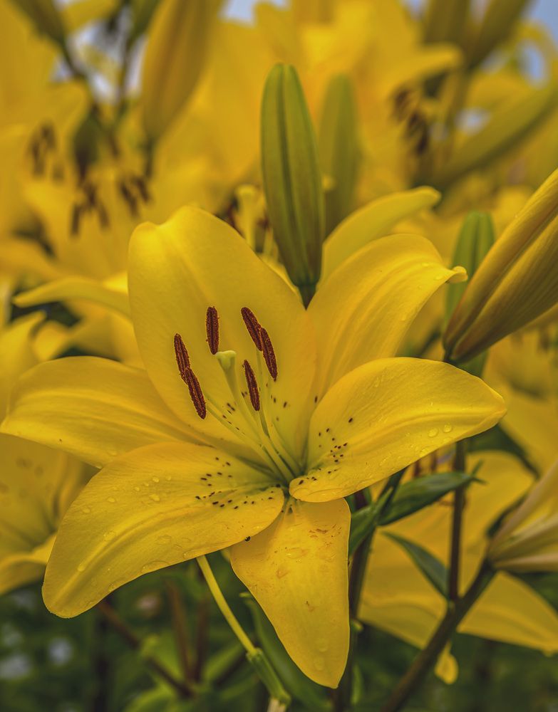 Photograph by Армашов-Тельник Григорий