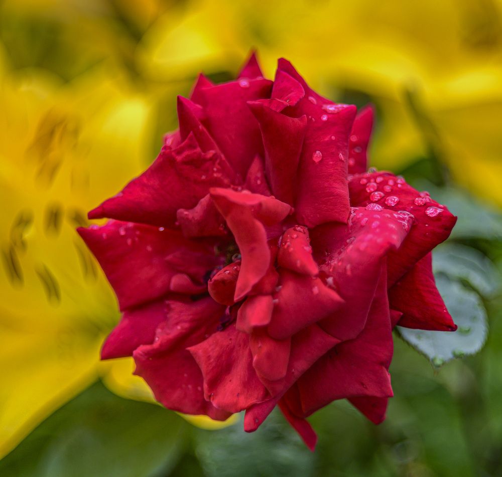 Photograph by Армашов-Тельник Григорий