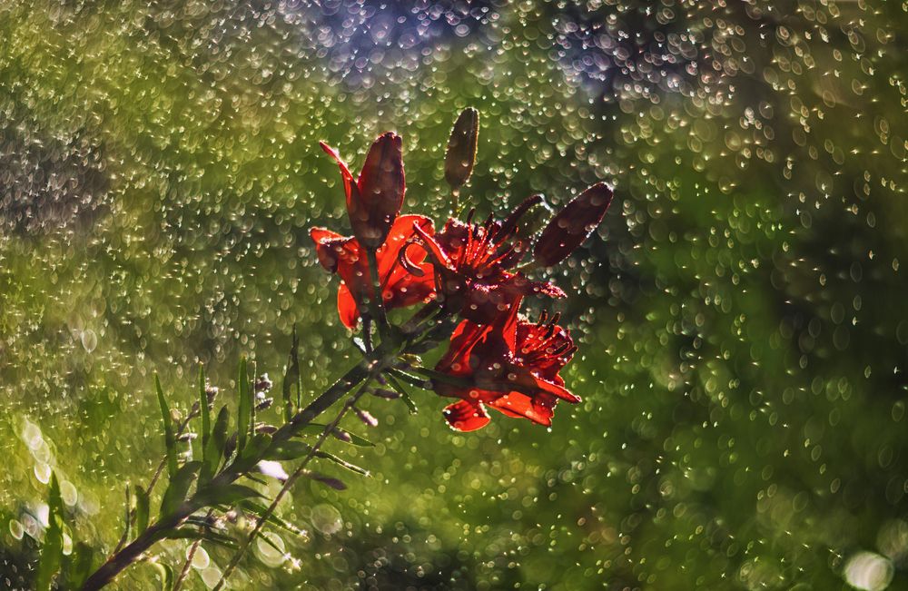 Photograph by Василий Либко