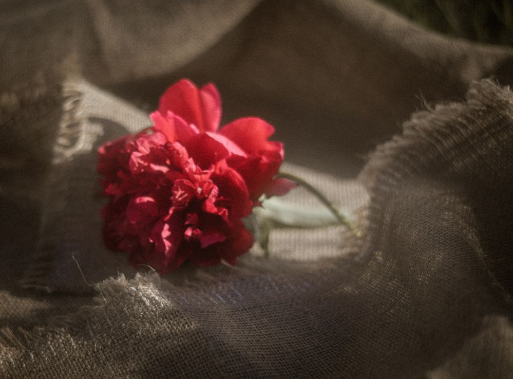 Фотография автора Anastasia Struna