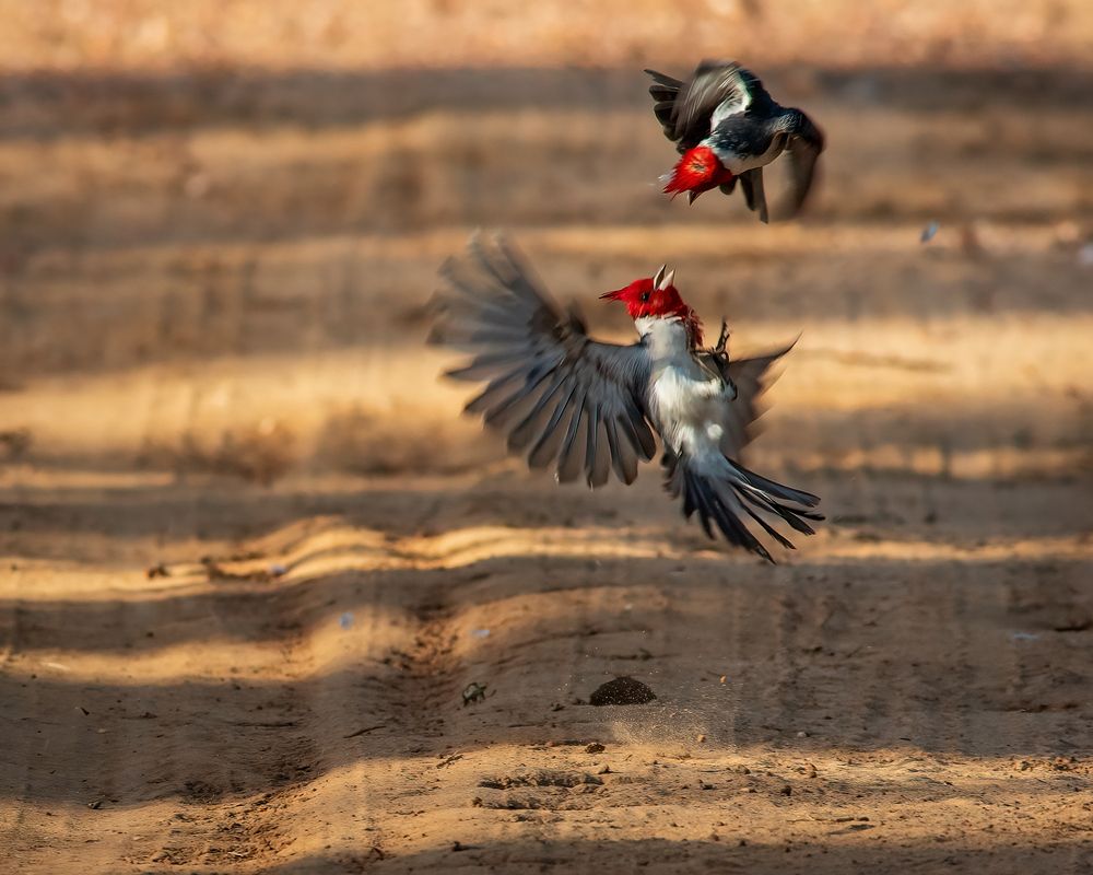 Photograph by Valdir Hobus