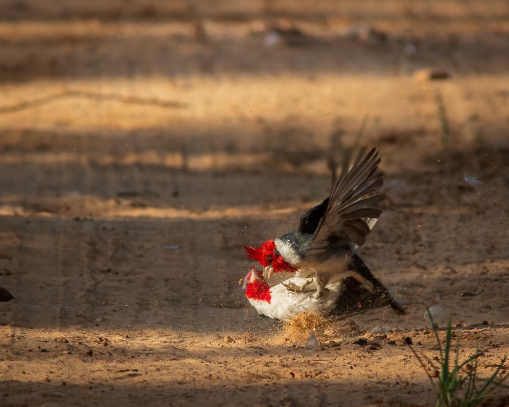 Photograph by Valdir Hobus