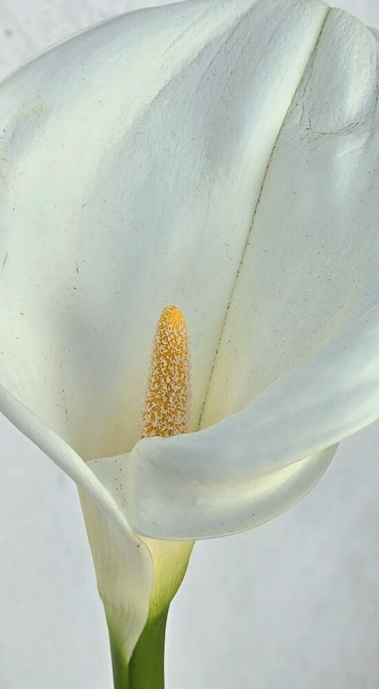 Photograph by Kaouche Mohamed