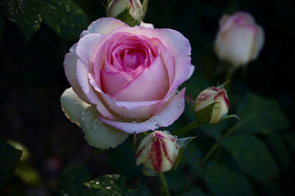 Photograph by Ирина Чувило