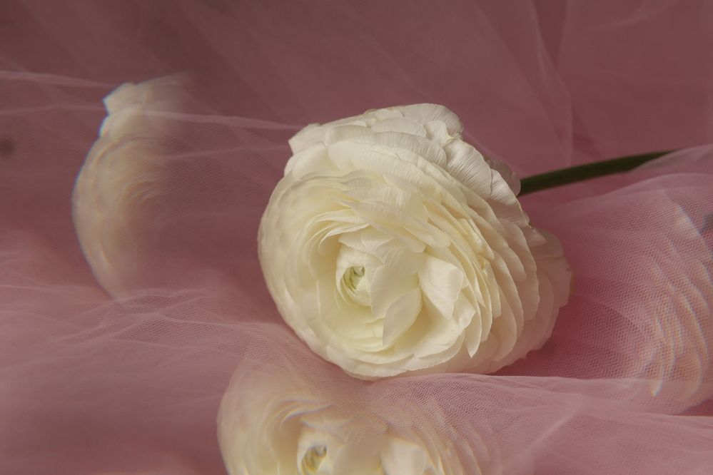 Фотография автора KattyFox