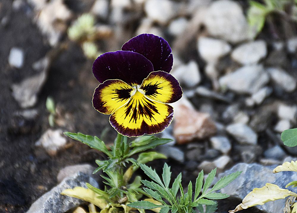 Photograph by Stojan Saveski