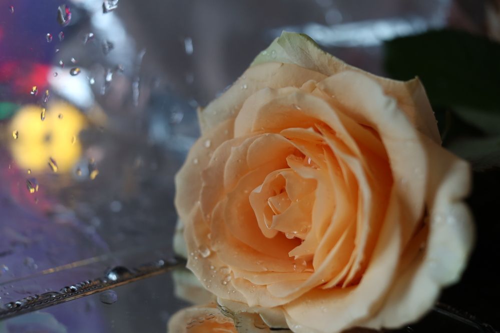 Фотография автора KattyFox