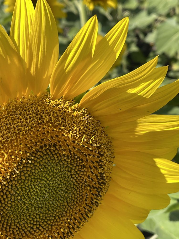 Photograph by Светлана Смук