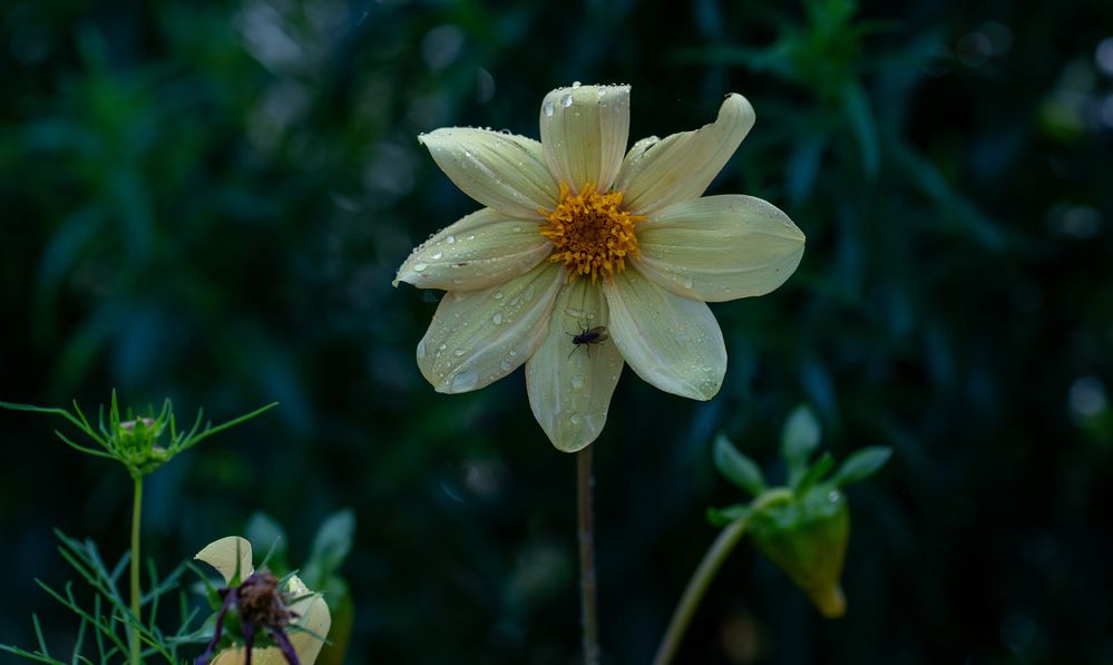 Photograph by Галина Искандарова