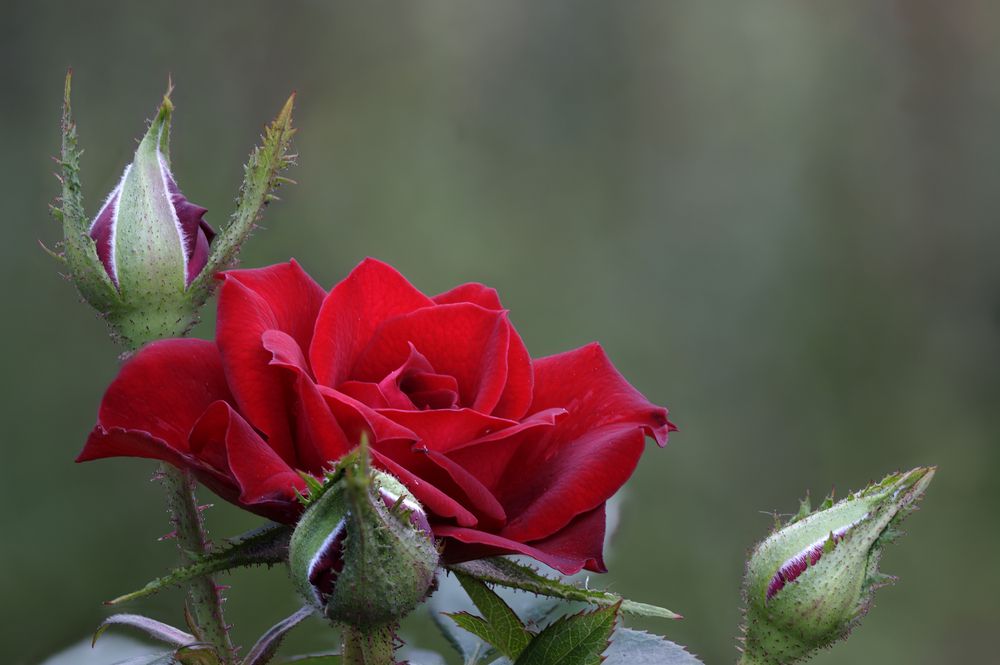 Photograph by Олег С