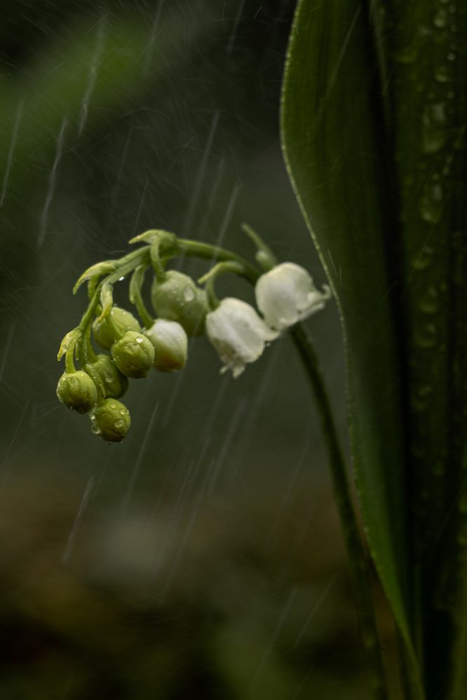 Фотография автора Anna Shchurok