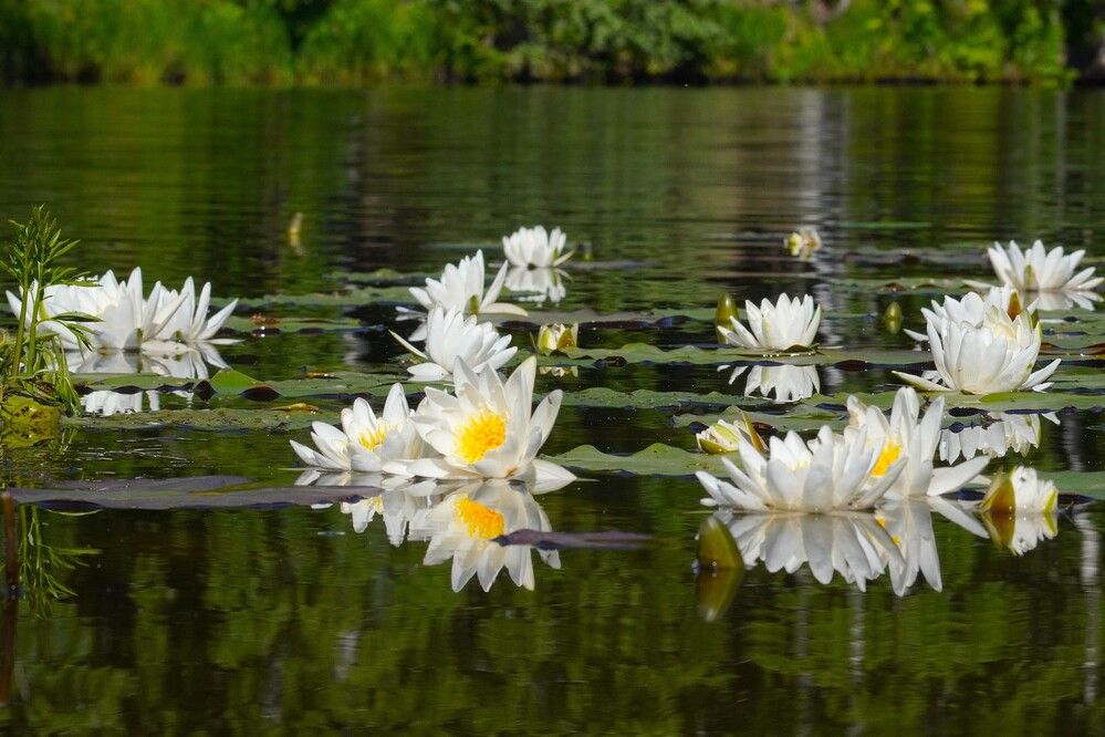 Photograph by Алфия Бугакова