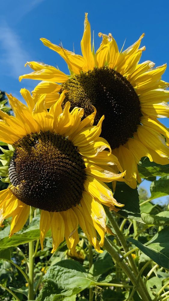 Фотография автора Raisa Sel