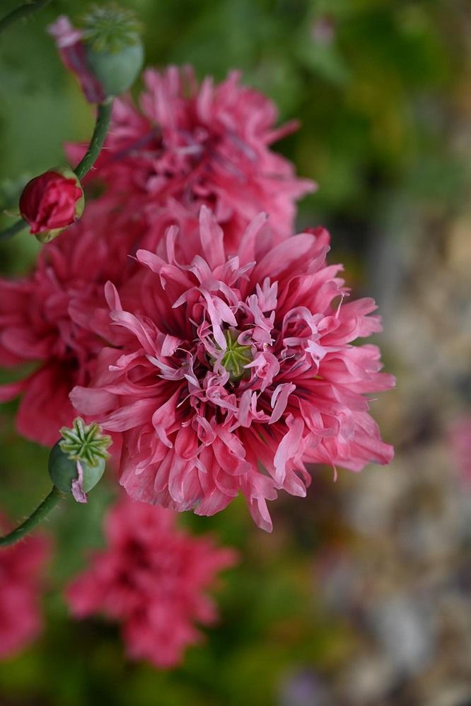 Photograph by Ксения