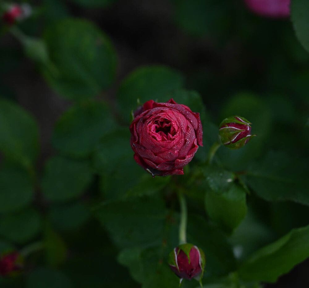 Photograph by Ксения